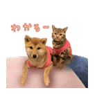 ベンガル猫ターコと柴犬ゆの2（個別スタンプ：19）