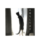 タキシード猫そふ（個別スタンプ：7）