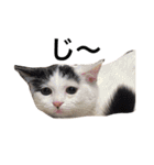 ながの家のねこ（個別スタンプ：4）