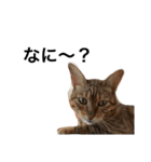 ながの家のねこ（個別スタンプ：5）