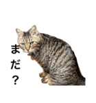 ながの家のねこ（個別スタンプ：6）