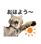 ながの家のねこ（個別スタンプ：8）