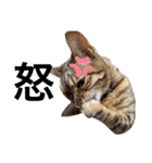 ながの家のねこ（個別スタンプ：9）