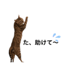 ながの家のねこ（個別スタンプ：10）