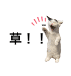 ながの家のねこ（個別スタンプ：11）