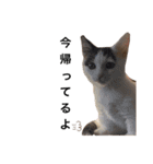 ながの家のねこ（個別スタンプ：12）