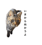 ながの家のねこ（個別スタンプ：13）