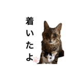 ながの家のねこ（個別スタンプ：14）