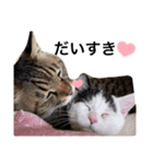 ながの家のねこ（個別スタンプ：16）