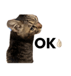 ながの家のねこ（個別スタンプ：17）
