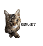 ながの家のねこ（個別スタンプ：18）