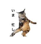 ながの家のねこ（個別スタンプ：22）