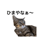 ながの家のねこ（個別スタンプ：23）
