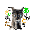 ハーツ保護猫シェルター支援・仕事他（個別スタンプ：1）