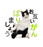 ハーツ保護猫シェルター支援・仕事他（個別スタンプ：3）