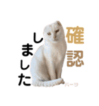 ハーツ保護猫シェルター支援・仕事他（個別スタンプ：7）