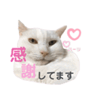 ハーツ保護猫シェルター支援・仕事他（個別スタンプ：8）