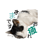 ハーツ保護猫シェルター支援・仕事他（個別スタンプ：13）
