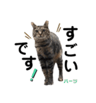 ハーツ保護猫シェルター支援・仕事他（個別スタンプ：15）