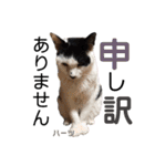 ハーツ保護猫シェルター支援・仕事他（個別スタンプ：18）