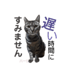 ハーツ保護猫シェルター支援・仕事他（個別スタンプ：24）