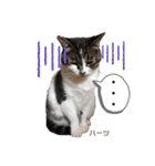 ハーツ保護猫シェルター支援・仕事他（個別スタンプ：29）