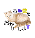 ハーツ保護猫シェルター支援・仕事他（個別スタンプ：31）