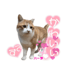 ハーツ保護猫シェルター支援・仕事他（個別スタンプ：35）