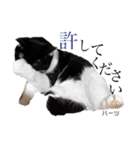 ハーツ保護猫シェルター支援・仕事他（個別スタンプ：38）
