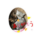 エキゾチック  大福（個別スタンプ：4）