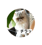 エキゾチック  大福（個別スタンプ：7）