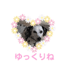 かわいいさくらちゃんマリンちゃん（個別スタンプ：31）