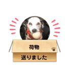 かわいいさくらちゃんマリンちゃん（個別スタンプ：37）
