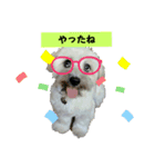 ちゃ豆スタンプ（個別スタンプ：1）