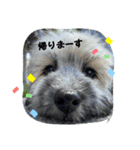 ちゃ豆スタンプ（個別スタンプ：3）