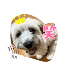ちゃ豆スタンプ（個別スタンプ：5）