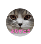 かわいいりつ（個別スタンプ：1）