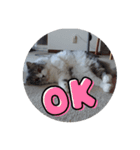 かわいいりつ（個別スタンプ：3）