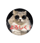 かわいいりつ（個別スタンプ：4）