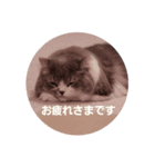 かわいいりつ（個別スタンプ：6）