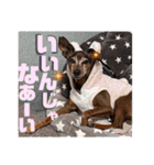 ミニピンしいたけ太郎のいろいろ（個別スタンプ：4）