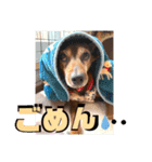 ミニピンしいたけ太郎のいろいろ（個別スタンプ：12）