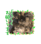 ハナ先輩大集合②（個別スタンプ：21）