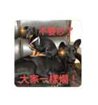台湾犬たちの台湾華語（個別スタンプ：6）