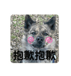 台湾犬たちの台湾華語（個別スタンプ：11）