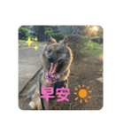 台湾犬たちの台湾華語（個別スタンプ：12）