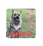 台湾犬たちの台湾華語（個別スタンプ：13）