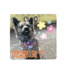 台湾犬たちの台湾華語（個別スタンプ：14）
