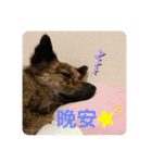 台湾犬たちの台湾華語（個別スタンプ：15）