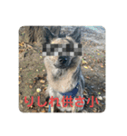 台湾犬たちの台湾華語（個別スタンプ：17）